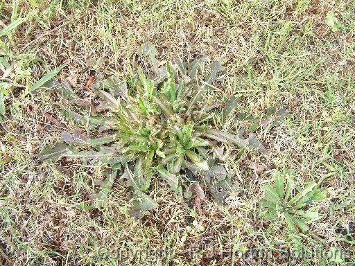 Broadleaefed weed in lawn 